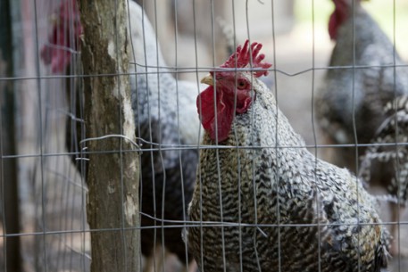 NGUYÊN TẮC PHÒNG NGỪA DỊCH CÚM GIA CẦM