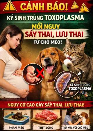 KÝ SINH TRÙNG TOXOPLASMA - MỐI NGUY SẨY THAI, LƯU THAI TỪ CHÓ MÈO