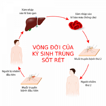 "Ngày Thế giới phòng chống sốt rét 25/4/2022" Bệnh sốt rét và cách phòng tránh