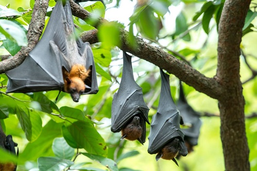 Căn bệnh nguy hiểm mà WHO và Bộ Y tế yêu cầu giám sát chặt chẽ có khả năng lây truyền và tử vong cao lên tới 88%