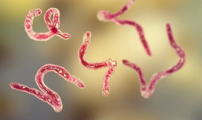 Ăn tiết canh, nem chạo... dễ nhiễm bệnh giun xoắn