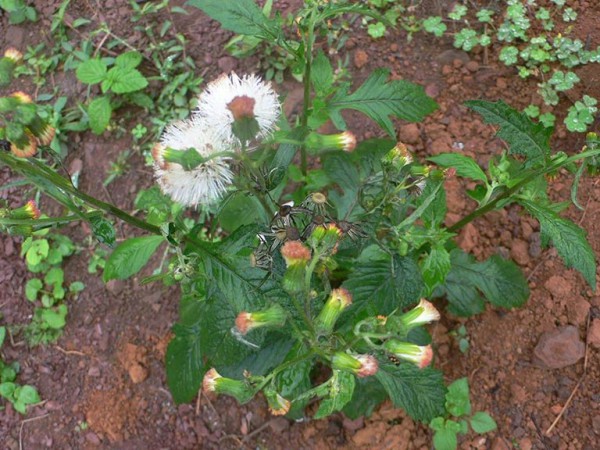 Cải trời, cây thuốc quý chữa nhiều bệnh