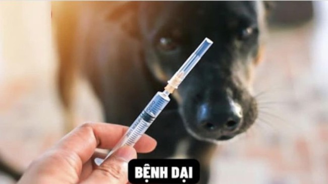 Triển khai các biện pháp cấp bách phòng, chống dại