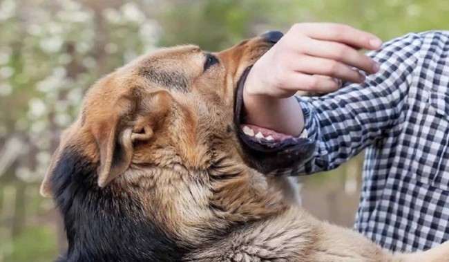 Số ca tử vong do bệnh dại tăng đột biến: Cách xử trí vết thương khi bị chó mèo cắn để tránh bệnh dại