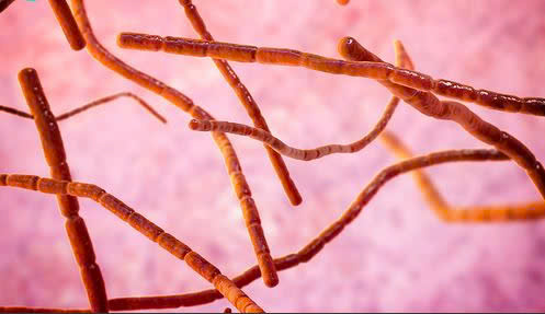 Bệnh do nocardia: Nguyên nhân, biểu hiện, cách điều trị và phòng bệnh