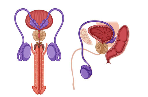 Hội chứng Fanconi: Nguyên nhân, triệu chứng, cách điều trị và phòng ngừa