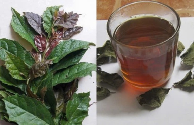 Cách nhận biết cây xạ đen thật và giả