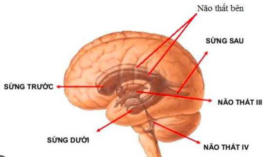 Chế độ ăn tham khảo với người bị giãn não thất