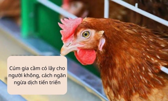 Cúm gia cầm có lây cho người không, cách ngăn ngừa dịch tiến triển