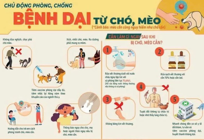 Chủ động phòng chống bệnh dại từ chó, mèo
