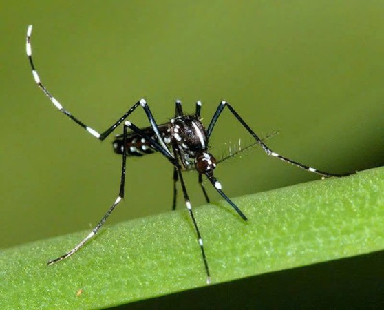 Muỗi nhỏ - Hậu quả khôn lường