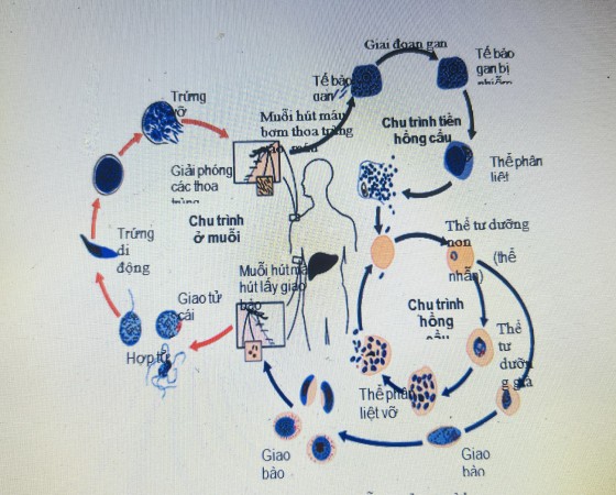 Phòng chống sốt rét quay trở lại