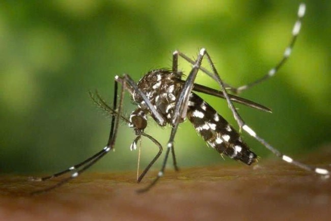 7 điểm khác biệt giữa bệnh Chikungunya và sốt xuất huyết