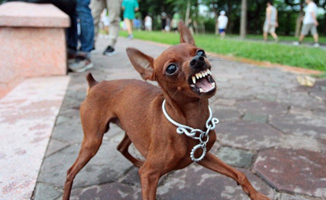 Đã có 58 ca tử vong vì bệnh dại, cần biết 6 khuyến cáo phòng chống bệnh này của Bộ Y tế