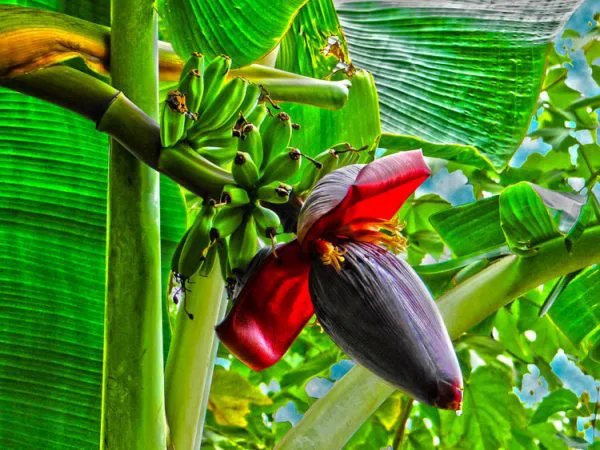 Lợi ích sức khỏe bất ngờ từ hoa chuối